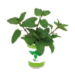 Kr�uterdose EASY PLANTING, Mint - Werbeartikel