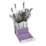 Pflanzengru�karte LAVENDER,  - Werbeartikel