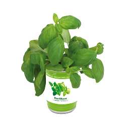 Kr�uterdose EASY PLANTING, Basil - Werbeartikel