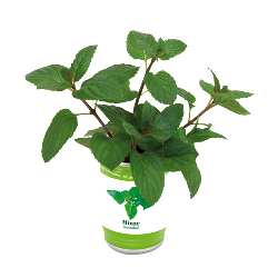 Kr�uterdose EASY PLANTING, Mint - Werbeartikel