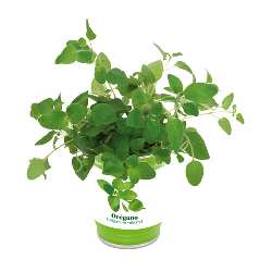 Kr�uterdose EASY PLANTING, Oregano - Werbeartikel