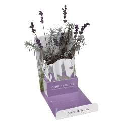 Pflanzengru�karte LAVENDER,  - Werbeartikel